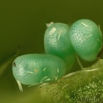Idaea pallidata - Piadica bledožltá 18-45-30v