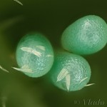 Idaea pallidata - Piadica bledožltá 20-58-01v