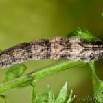 Idaea pallidata - Piadica bledožltá 21-03-08