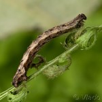 Idaea pallidata - Piadica bledožltá 21-03-08