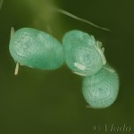 Idaea pallidata - Piadica bledožltá 21-10-23v