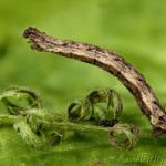 Idaea pallidata - Piadica bledožltá 21-10-34