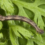 Idaea pallidata- Piadica bledožltá 22-46-25