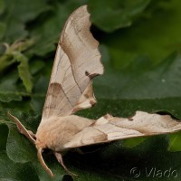 Marumba quercus - Lišaj dubový 00-19-33