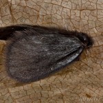 Epichnopteriginae