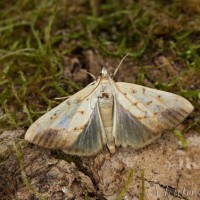 Evergestis extimalis - Vijačka šešulová IMG_5866