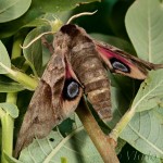 Smerinthus ocellata - Lišaj pávooký 20-24-49