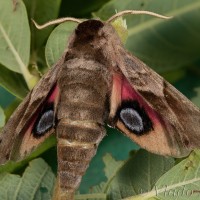 Smerinthus ocellata - Lišaj pávooký 20-25-55