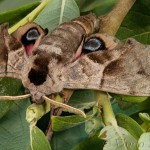 Smerinthus ocellata - Lišaj pávooký 20-29-16