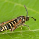 Sesiidae