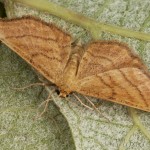 Idaea rufaria - Piadica hviezdicová 17-15-43