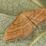 Idaea rufaria - Piadica hviezdicová 17-18-02