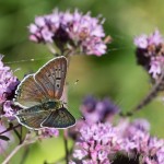 Lycaena thersamon - Ohniváčik prútnavcový IMG_1667