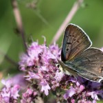 Lycaena thersamon - Ohniváčik prútnavcový IMG_1673