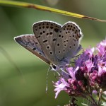 Lycaena thersamon - Ohniváčik prútnavcový IMG_1676