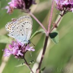 Lycaena thersamon - Ohniváčik prútnavcový IMG_1700