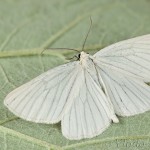 Siona lineata - Piadivka žilkovaná 20-51-40