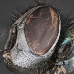 Diptera - Mucha 14-35-33v