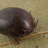 Ixodes ricinus - Kliešť obyčajný 18-04-23