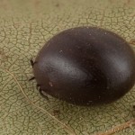 Ixodes ricinus - Kliešť obyčajný 18-07-17