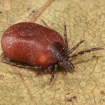 Ixodes ricinus - Kliešť obyčajný 20-46-13