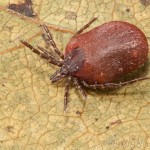 Ixodes ricinus - Kliešť obyčajný 20-48-06