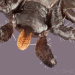 Ixodes ricinus - Kliešť obyčajný (zospodu) 19-30-34v