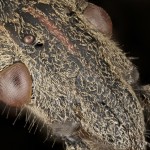 Leptoglossus occidentalis - Obrubnica americká 09-01-18v