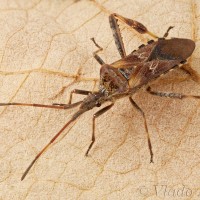 Leptoglossus occidentalis - Obrubnica americká 17-55-04