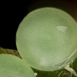 Leucodonta bicoloria - Chochlatka dvojfarebná 21-02-52v