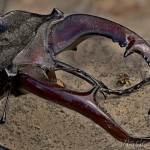 Lucanus cervus - Roháč obyčajný 16-47-33