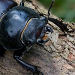 Lucanus cervus - Roháč veľký 17-58-36