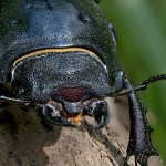 Lucanus cervus - Roháč veľký 19-35-54