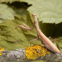 Mantis religiosa - Modlivka zelená 15-41-43