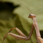 Mantis religiosa - Modlivka zelená 16-21-18