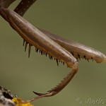 Mantis religiosa - Modlivka zelená IMG_9196