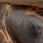 Mantis religiosa - časť oka po rekonštrukcii 13-56-34v