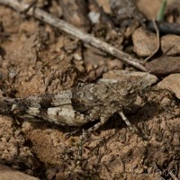 Oedipoda caerulescens - Koník modrokrídly 19-37-10