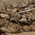 Oedipoda caerulescens - Koník modrokrídly 19-38-06