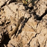 Orthetrum brunneum - Vážka hnedoškvrnná 17-50-21