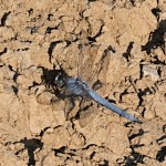 Orthetrum brunneum - Vážka hnedoškvrnná 17-51-29