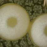 Phalera bucephala - Faléra lipová 14-36-21v