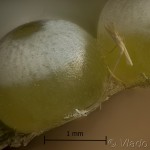Phalera bucephala - Faléra lipová 18-00-20v