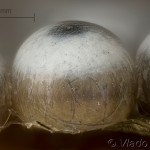 Phalera bucephala - Faléra lipová 18-03-34v