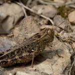 Psophus stridulus - Koník červenokrídly 19-43-17