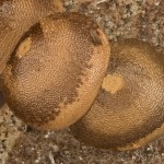 Ptilophora plumigera - Chochlatka javorová 11-35-37vs