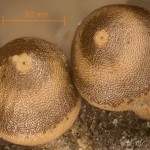 Ptilophora plumigera - Chochlatka javorová 13-15-19vs