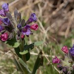 Pulmomaria angusttifolia L. – Pľúcnik úzkolistý 18-41-05