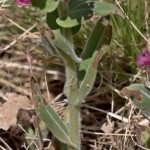 Pulmomaria angusttifolia – Pľúcnik úzkolistý 18-45-38