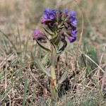 Pulmomaria angusttifolia – Pľúcnik úzkolistý 18-48-44